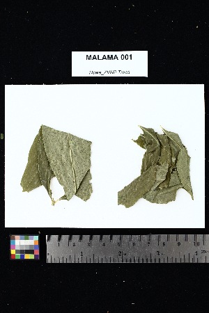  (Peponidium - MALAMA_001)  @11 [ ] Creative Commons-Attribution Non-Commercial Share-Alike (2025) Amanda K. Rowe University of Colorado Boulder Museum of Natural History