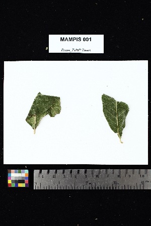  (Turraea - MAMPIS_001)  @11 [ ] Creative Commons-Attribution Non-Commercial Share-Alike (2025) Amanda K. Rowe University of Colorado Boulder Museum of Natural History