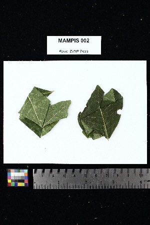  ( - MAMPIS_002)  @11 [ ] Creative Commons-Attribution Non-Commercial Share-Alike (2025) Amanda K. Rowe University of Colorado Boulder Museum of Natural History