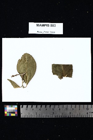  ( - MAMPIS_003)  @11 [ ] Creative Commons-Attribution Non-Commercial Share-Alike (2025) Amanda K. Rowe University of Colorado Boulder Museum of Natural History