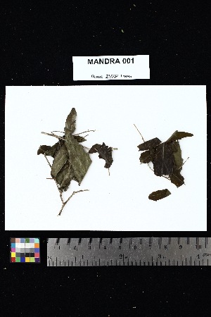  (Ludia - MANDRA_001)  @11 [ ] Creative Commons-Attribution Non-Commercial Share-Alike (2025) Amanda K. Rowe University of Colorado Boulder Museum of Natural History