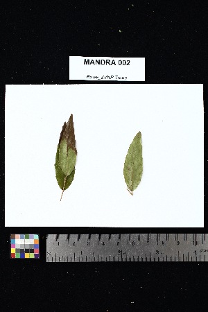  ( - MANDRA_002)  @11 [ ] Creative Commons-Attribution Non-Commercial Share-Alike (2025) Amanda K. Rowe University of Colorado Boulder Museum of Natural History