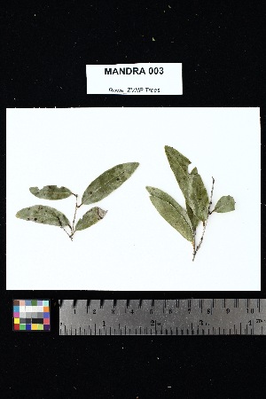  ( - MANDRA_003)  @11 [ ] Creative Commons-Attribution Non-Commercial Share-Alike (2025) Amanda K. Rowe University of Colorado Boulder Museum of Natural History