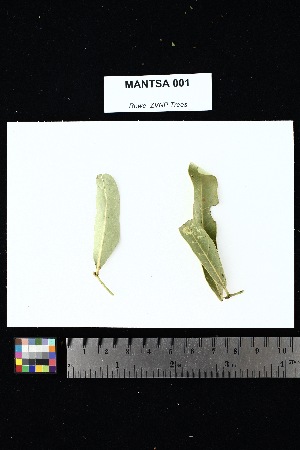  ( - MANTSA_001)  @11 [ ] Creative Commons-Attribution Non-Commercial Share-Alike (2025) Amanda K. Rowe University of Colorado Boulder Museum of Natural History