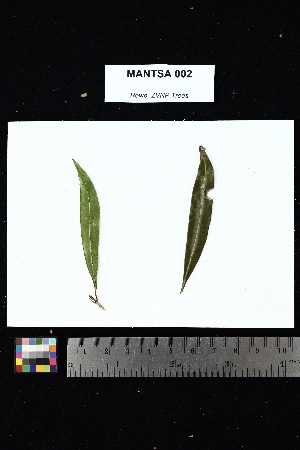  ( - MANTSA_002)  @11 [ ] Creative Commons-Attribution Non-Commercial Share-Alike (2025) Amanda K. Rowe University of Colorado Boulder Museum of Natural History