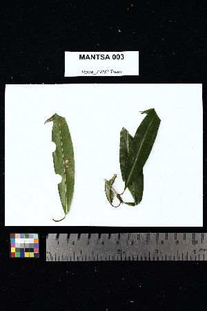  ( - MANTSA_003)  @11 [ ] Creative Commons-Attribution Non-Commercial Share-Alike (2025) Amanda K. Rowe University of Colorado Boulder Museum of Natural History