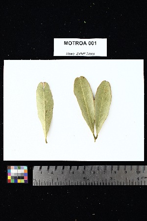  (Boscia madagascariensis - MOTROA_001)  @11 [ ] Creative Commons-Attribution Non-Commercial Share-Alike (2025) Amanda K. Rowe University of Colorado Boulder Museum of Natural History