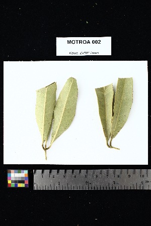  ( - MOTROA_002)  @11 [ ] Creative Commons-Attribution Non-Commercial Share-Alike (2025) Amanda K. Rowe University of Colorado Boulder Museum of Natural History