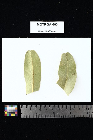  ( - MOTROA_003)  @11 [ ] Creative Commons-Attribution Non-Commercial Share-Alike (2025) Amanda K. Rowe University of Colorado Boulder Museum of Natural History