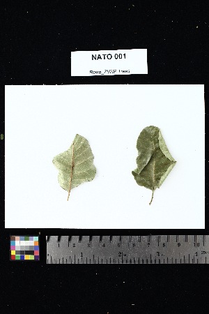  (Capurodendron - NATO_001)  @11 [ ] Creative Commons-Attribution Non-Commercial Share-Alike (2025) Amanda K. Rowe University of Colorado Boulder Museum of Natural History