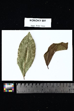  ( - NONOKY_001)  @11 [ ] Creative Commons-Attribution Non-Commercial Share-Alike (2025) Amanda K. Rowe University of Colorado Boulder Museum of Natural History