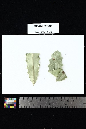  (Elaeodendroideae - REAMPY_001)  @11 [ ] Creative Commons-Attribution Non-Commercial Share-Alike (2025) Amanda K. Rowe University of Colorado Boulder Museum of Natural History