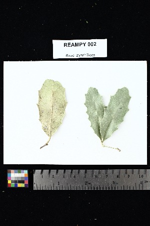  ( - REAMPY_002)  @11 [ ] Creative Commons-Attribution Non-Commercial Share-Alike (2025) Amanda K. Rowe University of Colorado Boulder Museum of Natural History