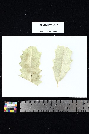  ( - REAMPY_003)  @11 [ ] Creative Commons-Attribution Non-Commercial Share-Alike (2025) Amanda K. Rowe University of Colorado Boulder Museum of Natural History