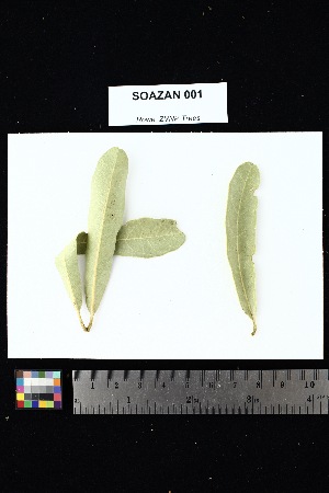  ( - SOAZAN_001)  @11 [ ] Creative Commons-Attribution Non-Commercial Share-Alike (2025) Amanda K. Rowe University of Colorado Boulder Museum of Natural History