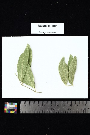  (Fernandoa madagascariensis - SOMOTS_001)  @11 [ ] Creative Commons-Attribution Non-Commercial Share-Alike (2025) Amanda K. Rowe University of Colorado Boulder Museum of Natural History