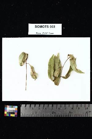  ( - SOMOTS_003)  @11 [ ] Creative Commons-Attribution Non-Commercial Share-Alike (2025) Amanda K. Rowe University of Colorado Boulder Museum of Natural History