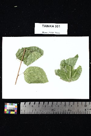  (Grewia picta - TAINKA_001)  @11 [ ] Creative Commons-Attribution Non-Commercial Share-Alike (2025) Amanda K. Rowe University of Colorado Boulder Museum of Natural History