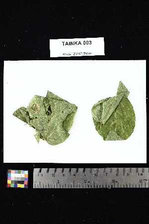  ( - TAINKA_003)  @11 [ ] Creative Commons-Attribution Non-Commercial Share-Alike (2025) Amanda K. Rowe University of Colorado Boulder Museum of Natural History