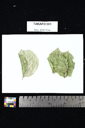  ( - TAKAFO_001)  @11 [ ] Creative Commons-Attribution Non-Commercial Share-Alike (2025) Amanda K. Rowe University of Colorado Boulder Museum of Natural History