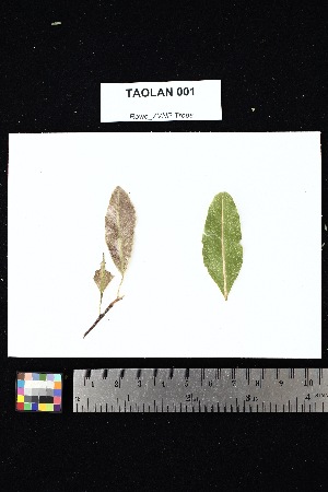  (Sphaerosepalaceae - TAOLAN_001)  @11 [ ] Creative Commons-Attribution Non-Commercial Share-Alike (2025) Amanda K. Rowe University of Colorado Boulder Museum of Natural History