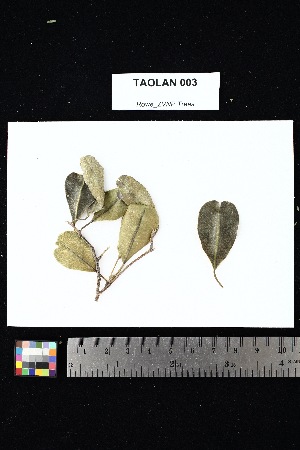  ( - TAOLAN_003)  @11 [ ] Creative Commons-Attribution Non-Commercial Share-Alike (2025) Amanda K. Rowe University of Colorado Boulder Museum of Natural History