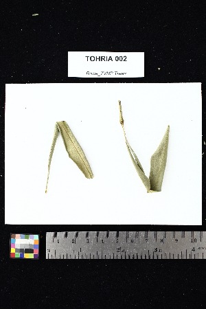  ( - TOHRIA_002)  @11 [ ] Creative Commons-Attribution Non-Commercial Share-Alike (2025) Amanda K. Rowe University of Colorado Boulder Museum of Natural History