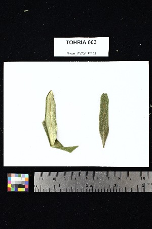  ( - TOHRIA_003)  @11 [ ] Creative Commons-Attribution Non-Commercial Share-Alike (2025) Amanda K. Rowe University of Colorado Boulder Museum of Natural History