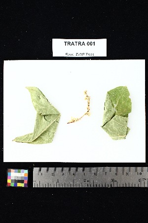  ( - TRATRA_001)  @11 [ ] Creative Commons-Attribution Non-Commercial Share-Alike (2025) Amanda K. Rowe University of Colorado Boulder Museum of Natural History