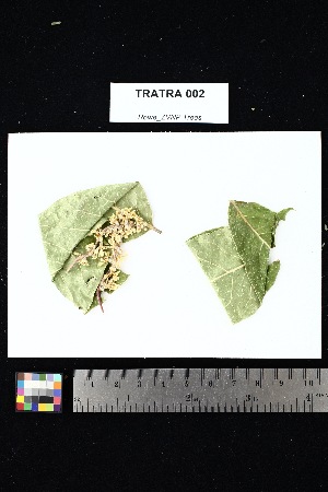  (Homalium albiflorum - TRATRA_002)  @11 [ ] Creative Commons-Attribution Non-Commercial Share-Alike (2025) Amanda K. Rowe University of Colorado Boulder Museum of Natural History