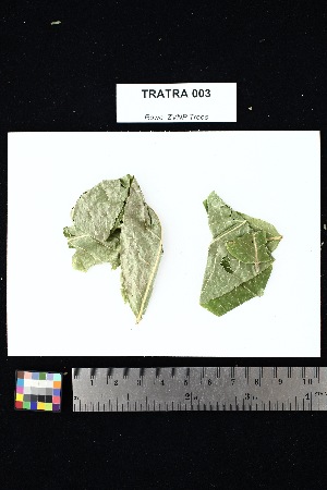  ( - TRATRA_003)  @11 [ ] Creative Commons-Attribution Non-Commercial Share-Alike (2025) Amanda K. Rowe University of Colorado Boulder Museum of Natural History