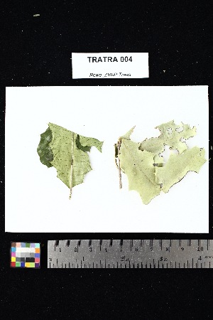  ( - TRATRA_004)  @11 [ ] Creative Commons-Attribution Non-Commercial Share-Alike (2025) Amanda K. Rowe University of Colorado Boulder Museum of Natural History