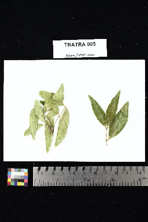  ( - TRATRA_005)  @11 [ ] Creative Commons-Attribution Non-Commercial Share-Alike (2025) Amanda K. Rowe University of Colorado Boulder Museum of Natural History