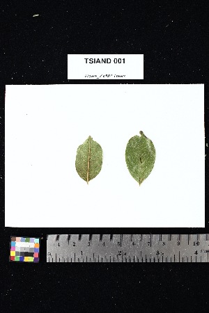  ( - TSIAND_001)  @11 [ ] Creative Commons-Attribution Non-Commercial Share-Alike (2025) Amanda K. Rowe University of Colorado Boulder Museum of Natural History