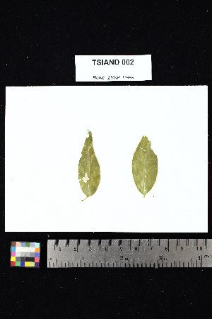  ( - TSIAND_002)  @11 [ ] Creative Commons-Attribution Non-Commercial Share-Alike (2025) Amanda K. Rowe University of Colorado Boulder Museum of Natural History