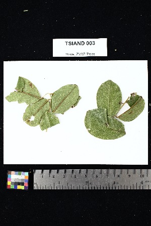  ( - TSIAND_003)  @11 [ ] Creative Commons-Attribution Non-Commercial Share-Alike (2025) Amanda K. Rowe University of Colorado Boulder Museum of Natural History