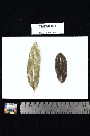  (Abrahamia - TSITAK_001)  @11 [ ] Creative Commons-Attribution Non-Commercial Share-Alike (2025) Amanda K. Rowe University of Colorado Boulder Museum of Natural History