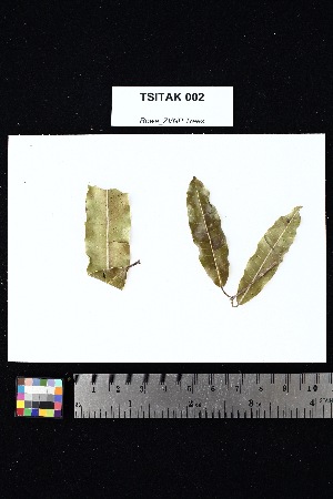  ( - TSITAK_002)  @11 [ ] Creative Commons-Attribution Non-Commercial Share-Alike (2025) Amanda K. Rowe University of Colorado Boulder Museum of Natural History