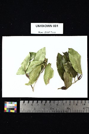  (Clerodendron micans - UNKNOWN_001)  @11 [ ] Creative Commons-Attribution Non-Commercial Share-Alike (2025) Amanda K. Rowe University of Colorado Boulder Museum of Natural History