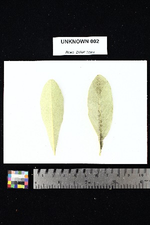  ( - UNKNOWN_002)  @11 [ ] Creative Commons-Attribution Non-Commercial Share-Alike (2025) Amanda K. Rowe University of Colorado Boulder Museum of Natural History