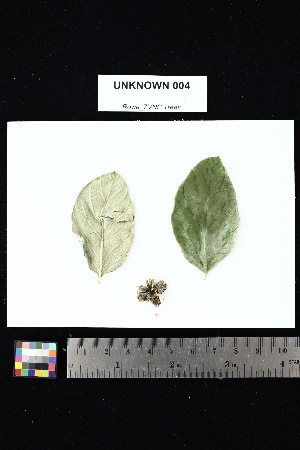  (Helictosperma - UNKNOWN_004)  @11 [ ] Creative Commons-Attribution Non-Commercial Share-Alike (2025) Amanda K. Rowe University of Colorado Boulder Museum of Natural History