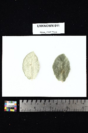  ( - UNKNOWN_011)  @11 [ ] Creative Commons-Attribution Non-Commercial Share-Alike (2025) Amanda K. Rowe University of Colorado Boulder Museum of Natural History