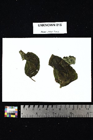  ( - UNKNOWN_016)  @11 [ ] Creative Commons-Attribution Non-Commercial Share-Alike (2025) Amanda K. Rowe University of Colorado Boulder Museum of Natural History