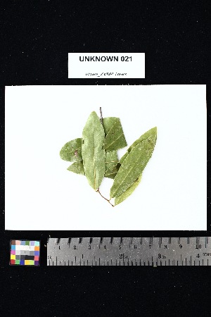  (Annonaceae - UNKNOWN_021)  @11 [ ] Creative Commons-Attribution Non-Commercial Share-Alike (2025) Amanda K. Rowe University of Colorado Boulder Museum of Natural History