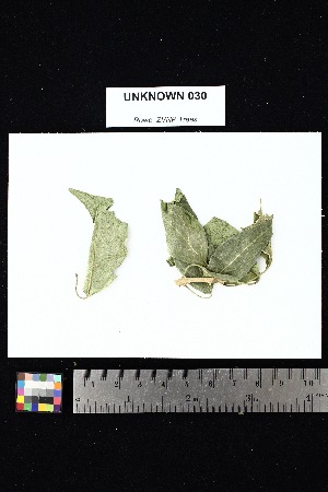  (Volkameria globosa - UNKNOWN_030)  @11 [ ] Creative Commons-Attribution Non-Commercial Share-Alike (2025) Amanda K. Rowe University of Colorado Boulder Museum of Natural History