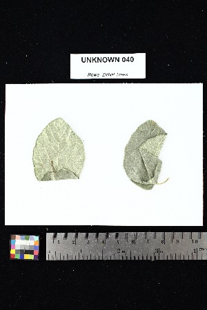  ( - UNKNOWN_040)  @11 [ ] Creative Commons-Attribution Non-Commercial Share-Alike (2025) Amanda K. Rowe University of Colorado Boulder Museum of Natural History