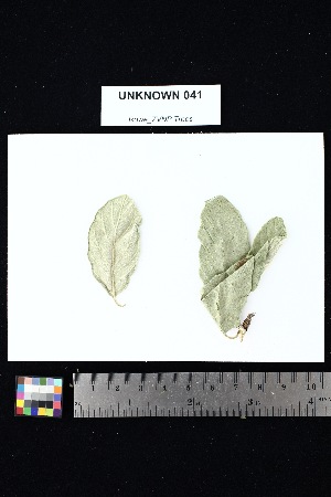  ( - UNKNOWN_041)  @11 [ ] Creative Commons-Attribution Non-Commercial Share-Alike (2025) Amanda K. Rowe University of Colorado Boulder Museum of Natural History