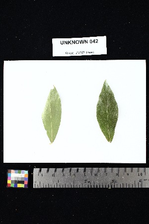  (Ludia boinensis - UNKNOWN_042)  @11 [ ] Creative Commons-Attribution Non-Commercial Share-Alike (2025) Amanda K. Rowe University of Colorado Boulder Museum of Natural History