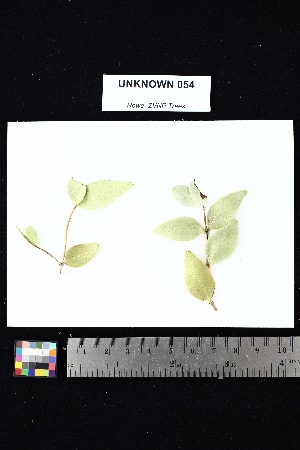  (Memecylon - UNKNOWN_054)  @11 [ ] Creative Commons-Attribution Non-Commercial Share-Alike (2025) Amanda K. Rowe University of Colorado Boulder Museum of Natural History