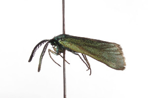  ( - ZPPAAgerger002)  @12 [ ] Copyright (2010) Konstantin Efetov Crimea State Medical University